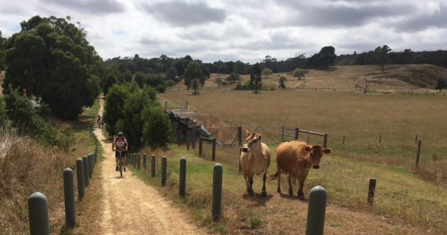 Steve tries to catch those speedy cows on the Tiger Rail Trail.